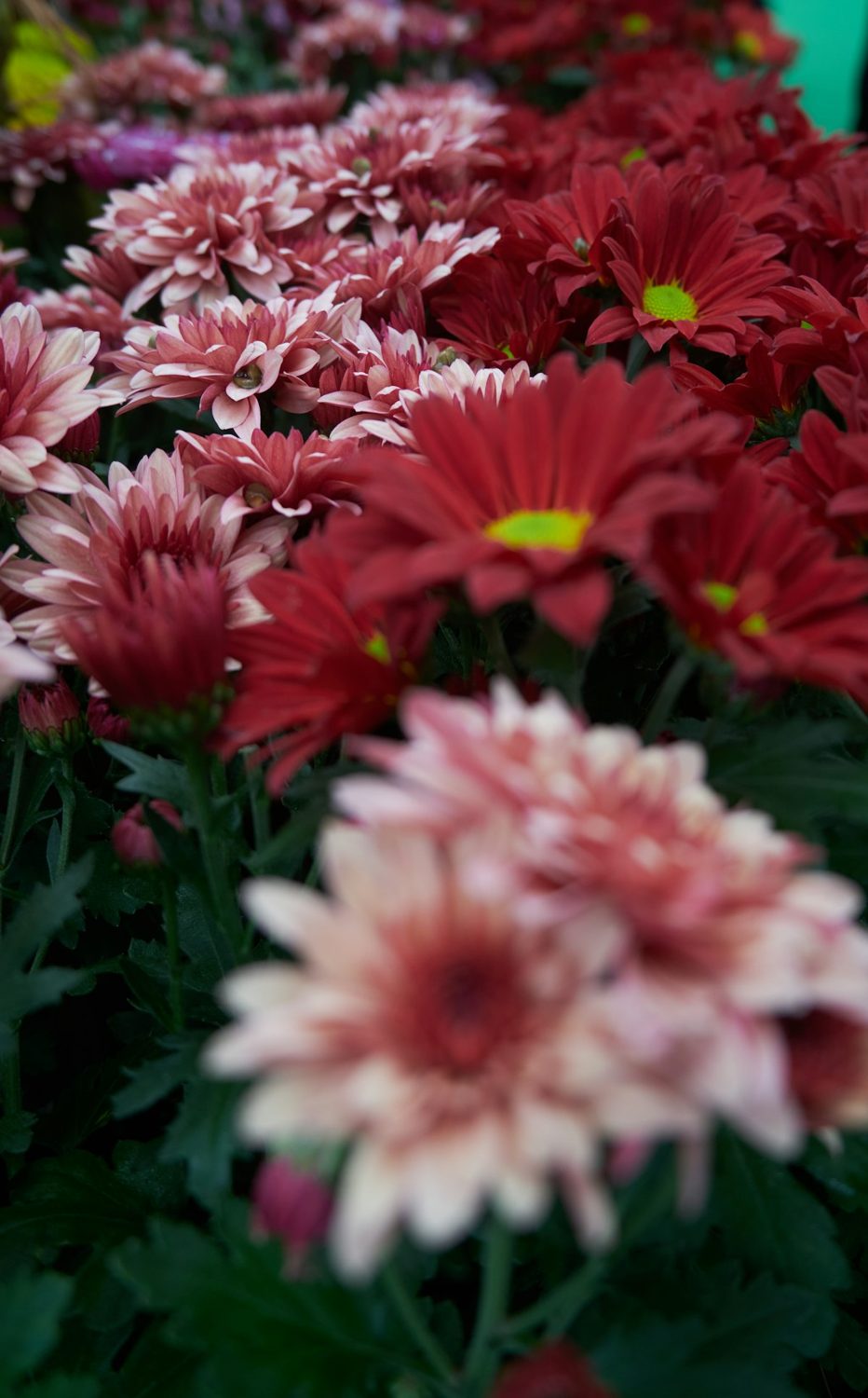 Pink and red chrysanthemums in bloom
